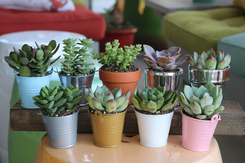 succulents in bulk for favors 2.5" Rosette Wedding Favor Bulk Succulents