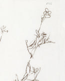 Botanical Study I