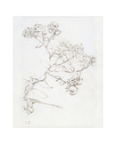 Botanical Study II
