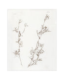 Botanical Study I