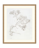 Botanical Study II