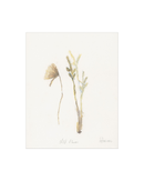 Wild Flowers II