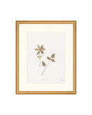 Wild Flowers I