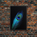 A Lone Peacock Feather, Framed Canvas Print, Feather Photography, Beautiful & Colorful Peacock Art