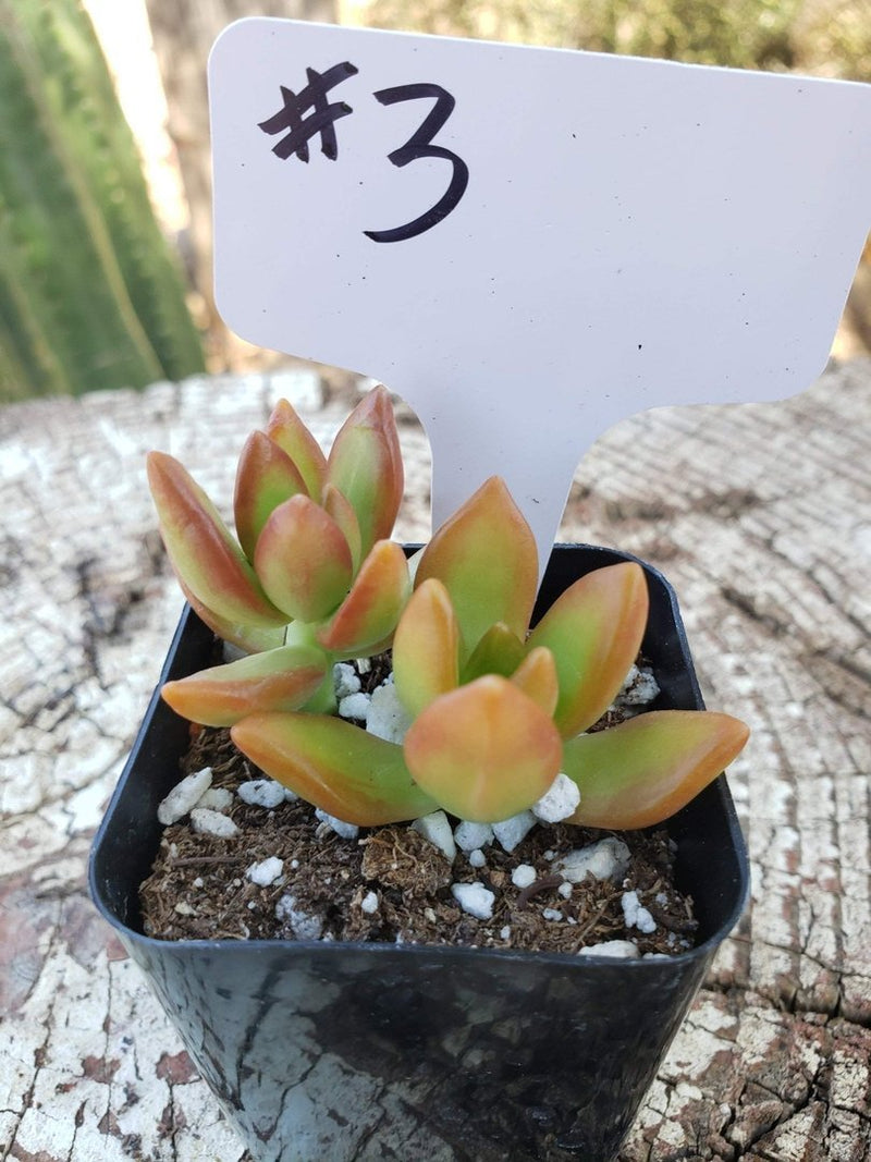 coppertone succulent #3 Sedum Coppertone