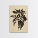 Vintage Poinsetta Canvas Print - Framed Canvas - Minimalist Christmas Art - Boho Christmas Art - Rustic Christmas Art