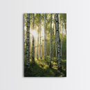 Morning Sunlight Birch Tree Art Canvas Print Natural Landscape Gift Rustic Farmhouse Vertical Artwork Home Decor Above Bed
