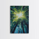 Looking Up, birch tree painting, nature wall art, green wall art, botanical prints, rustic wall art, framed canvas print, zen art