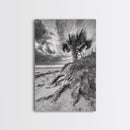 Palm Tree Beach, Coastal Dunes, Dramatic Sky, Framed Canvas Print, Tropical Wall Art, Boho Living Room Decor, Beach House Art