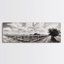 Vineyard Rows, Sunny Fields, Cloudy Sky, Canvas Print, Rustic Country Decor, Dining Room Wall Art, Wine Country Landscape, Farmhouse Style