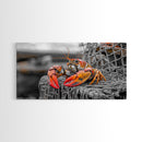 Bold Lobster, Nautical Art, Coastal Living, Red Claw, Framed Canvas Print, Beach House Wall Art, Kitchen Decor, Color Splash Style