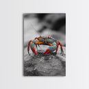 Blue Crab, Vibrant Shell, Coastal Creature Art, Framed Canvas Print, Bathroom Wall Art, Nautical Theme Decor, Ocean Wildlife Art