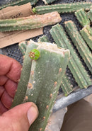#EC305 Trichocereus Pachanoi Texas Torch Cactus Mid Cutting 8-10”