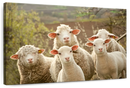 Stunned Sheep Wall Art