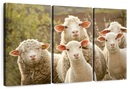 Stunned Sheep Wall Art