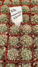 #31c  Thelocactus Bicolor