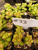 #33 Crassula Rupestris Monticola