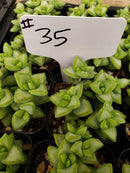 #35 Crassula Rupestris Cultivar