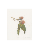 Acorn