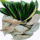 Soursop Leaf - Guanabana - Graviola - 14 grams