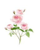 The Rose Art Print