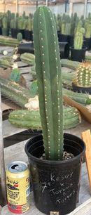 #EC199 EXACT Trichocereus Scopulicola Kesey X Pachanoi Torres n Torres Cactus 17”