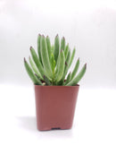 #37 Cotyledon