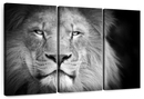 Lion Portrait Wall Art