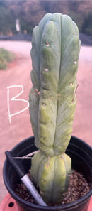 #EC14 Exact Trichocereus Bridgesii "Jiimz Twin Spine" Potted Cactus A-E