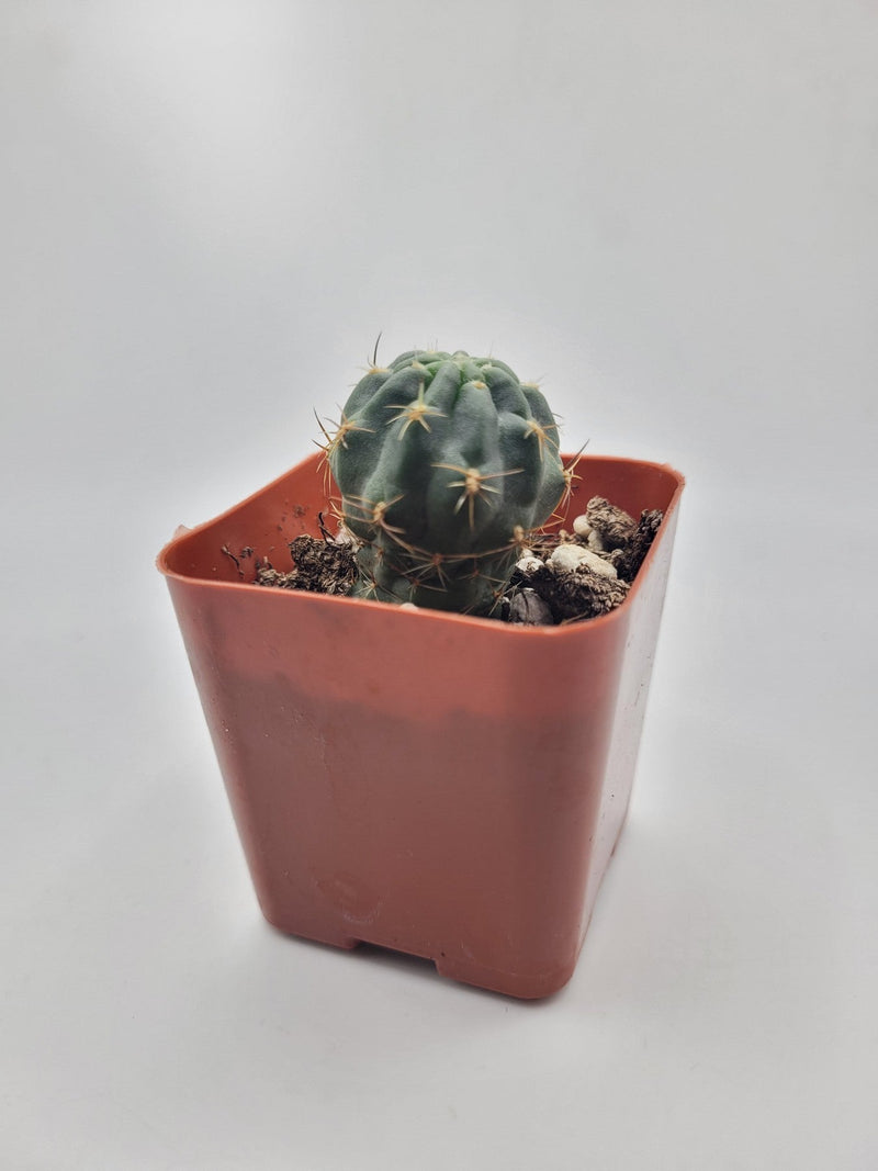 38c 2