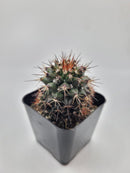#39c 2" Mammillaria Tesopacensis