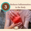 Astragalus Root Complex Immune Support Supplement- Huang Qi to Fortify Natural Immunity