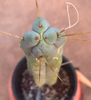 #EC14 Exact Trichocereus Bridgesii "Jiimz Twin Spine" Potted Cactus A-E