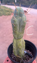 #EC14 Exact Trichocereus Bridgesii "Jiimz Twin Spine" Potted Cactus A-E