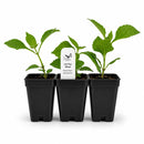Hummingbird Garden Live Plant Landscape Kit | Prairie Legacy Inc.