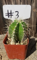 #3c Lemaireocereus dumortieri 2"