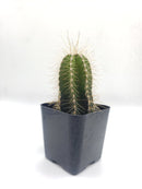 #3c Lemaireocereus dumortieri 2"