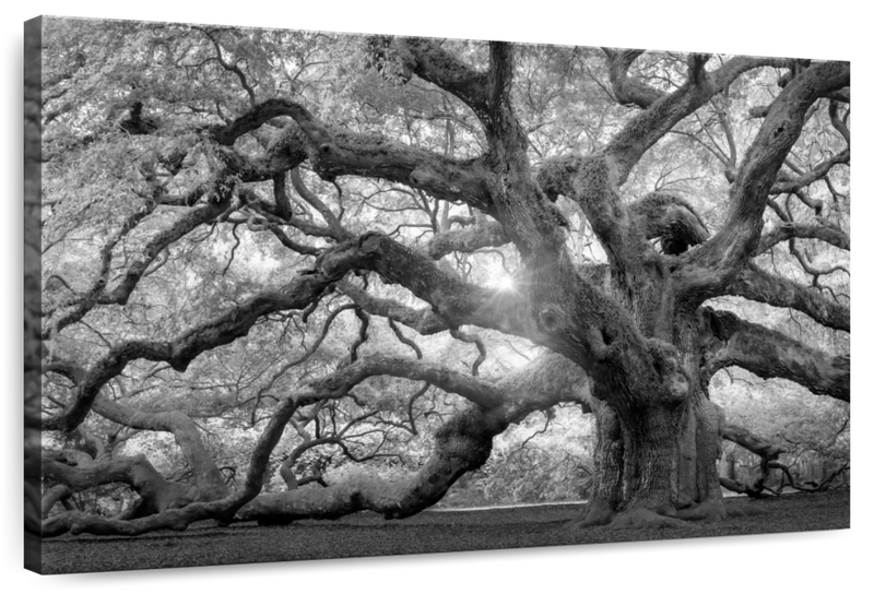 Monochrome Angel Oak Tree Wall Art