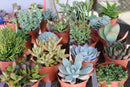 4" Assorted Succulents