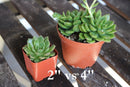 4" Assorted Succulents