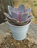 4" Assorted Succulents