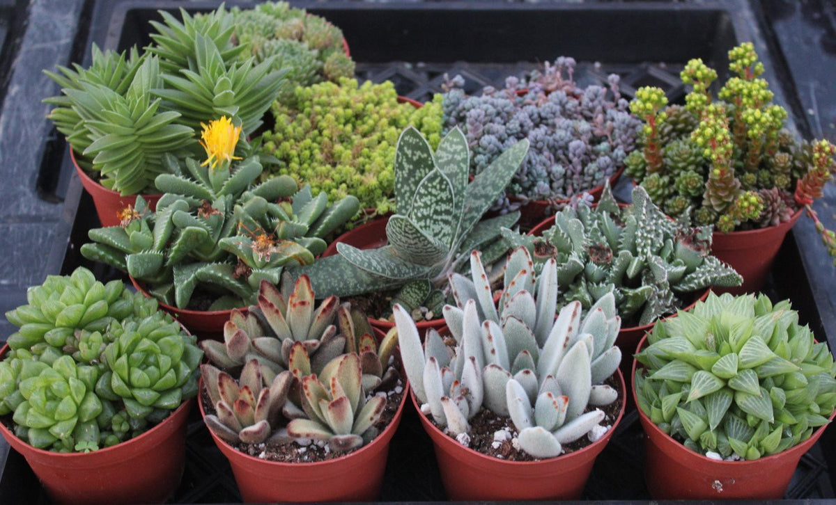 4 inch succulents 4" Assorted Succulents