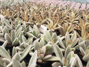 #4 Kalanchoe Chocolate Soldier mainly brown color