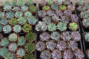 4" Rosette Succulent