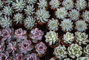 4" Rosette Succulent