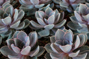 4" Rosette Succulent