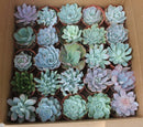 4" Rosette Succulent