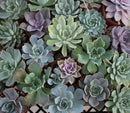 4" Rosette Succulent