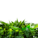 Wild Tropics Artificial Vertical Garden Green Wall Panel 40×40in 11 SQ FT – UV Resistant – Commercial Grade