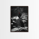 Loon Call, Singing Bird, Red Beak, Monochrome Framed Canvas Print, Wildlife Wall Decor, Bird Lover Wall Art, Rustic Cabin Accent